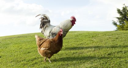 Hen and Cockerel on a green field