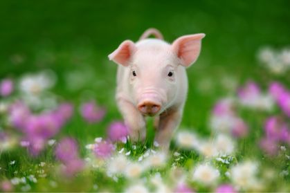 A piglet runs through a hazy field of grass with purple and yellow flowers.