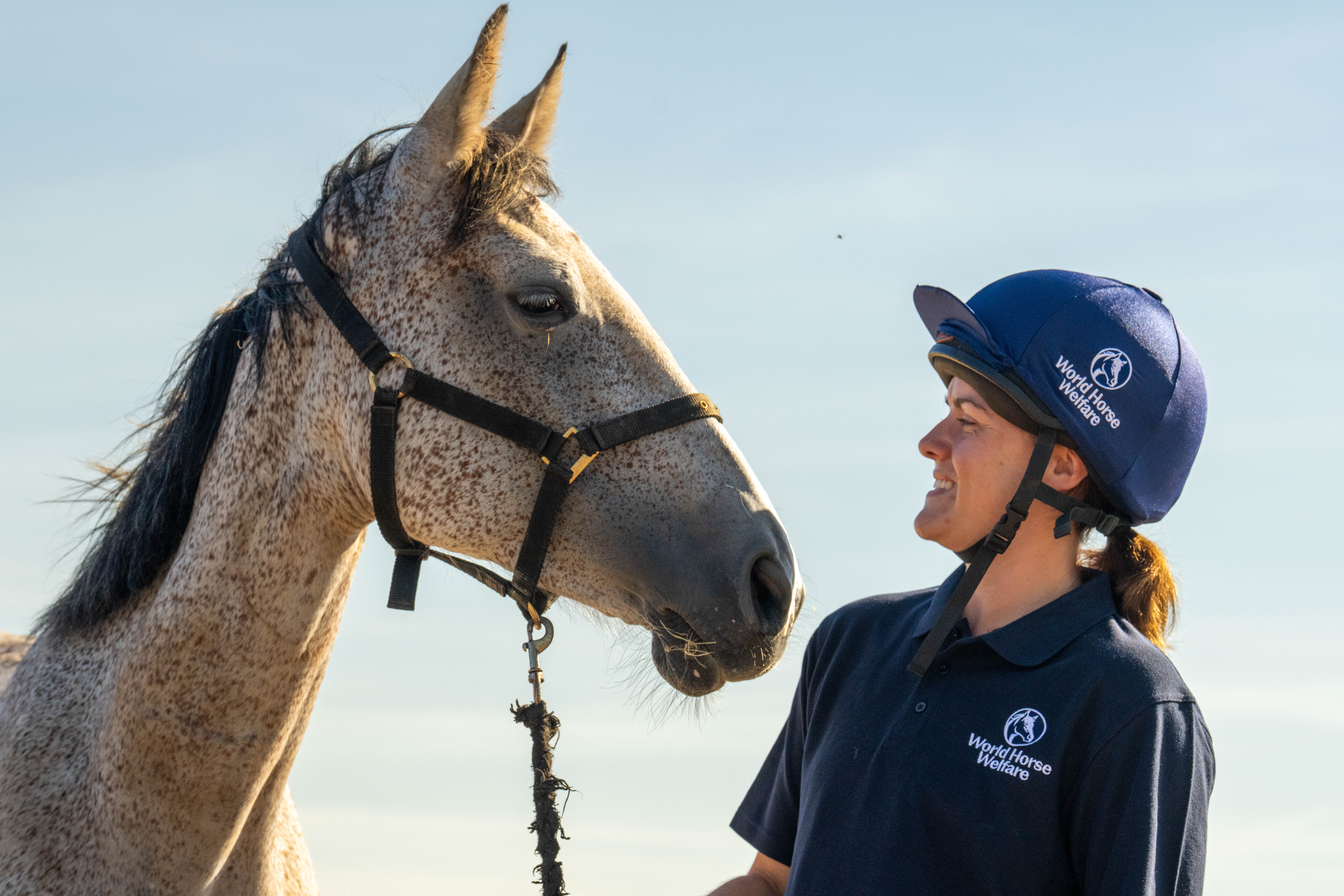 World Horse Welfare