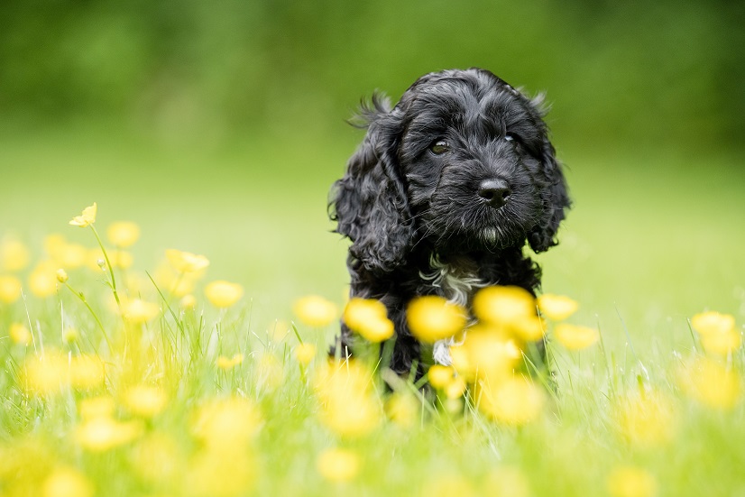 Hearing Dogs for Deaf People